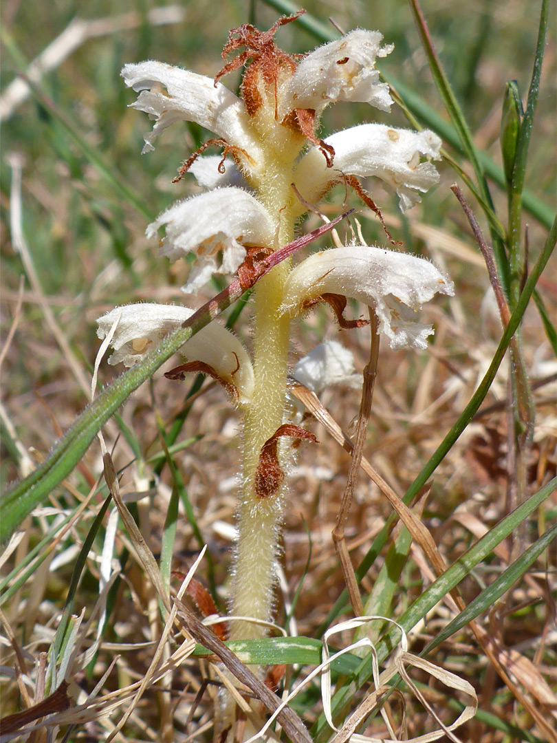 Pale-coloured flowers