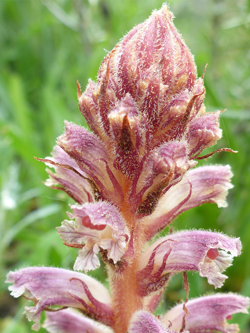 Top of the inflorescence
