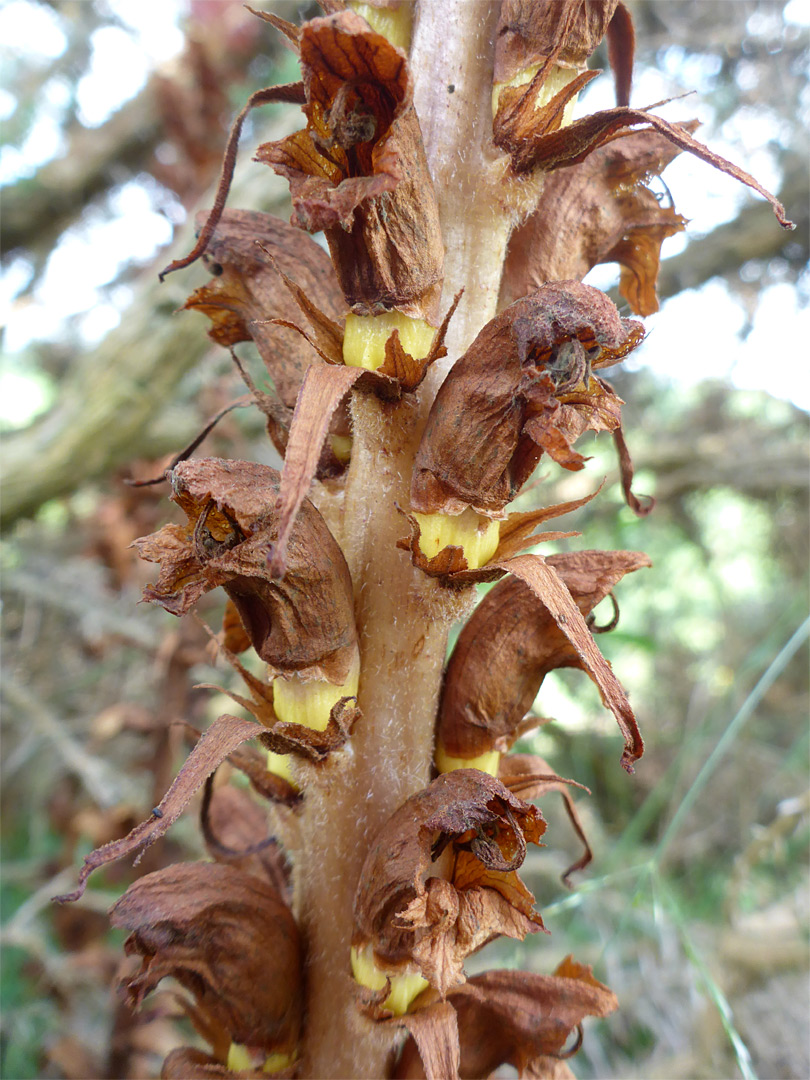 Developing yellow fruits