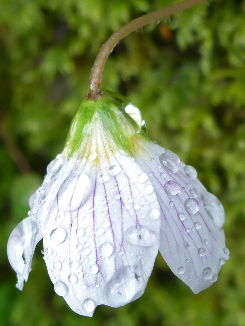 Pendant flower