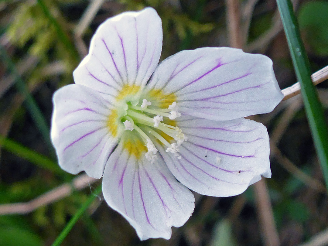 Pink-veined petals