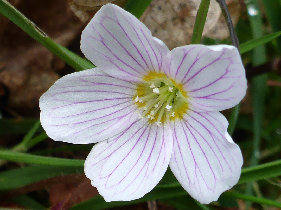 Purple-veined petals