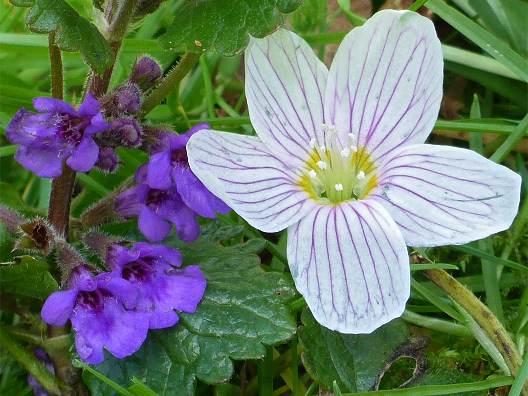 Wood sorrel