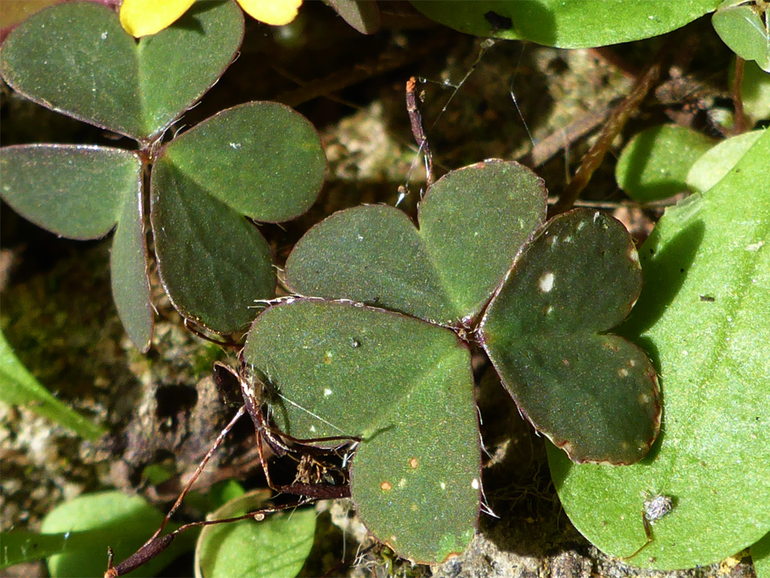 Trifoliate leaves