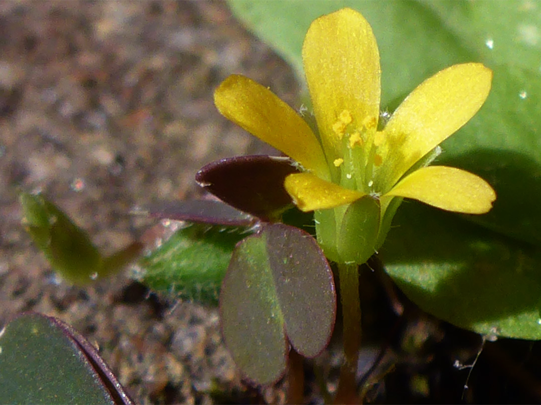 Leaf and flower