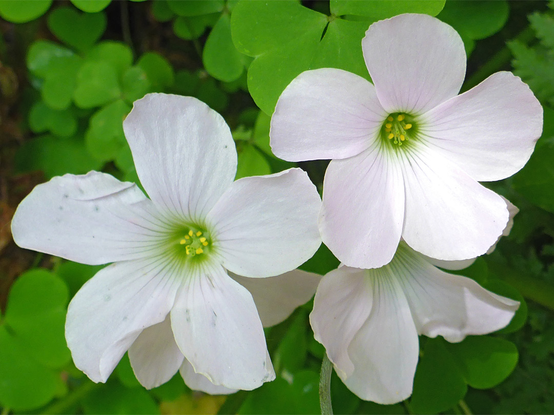 Pale pink flowers