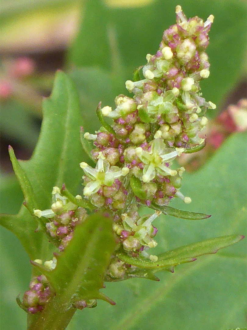 Greenish-yellow flowers