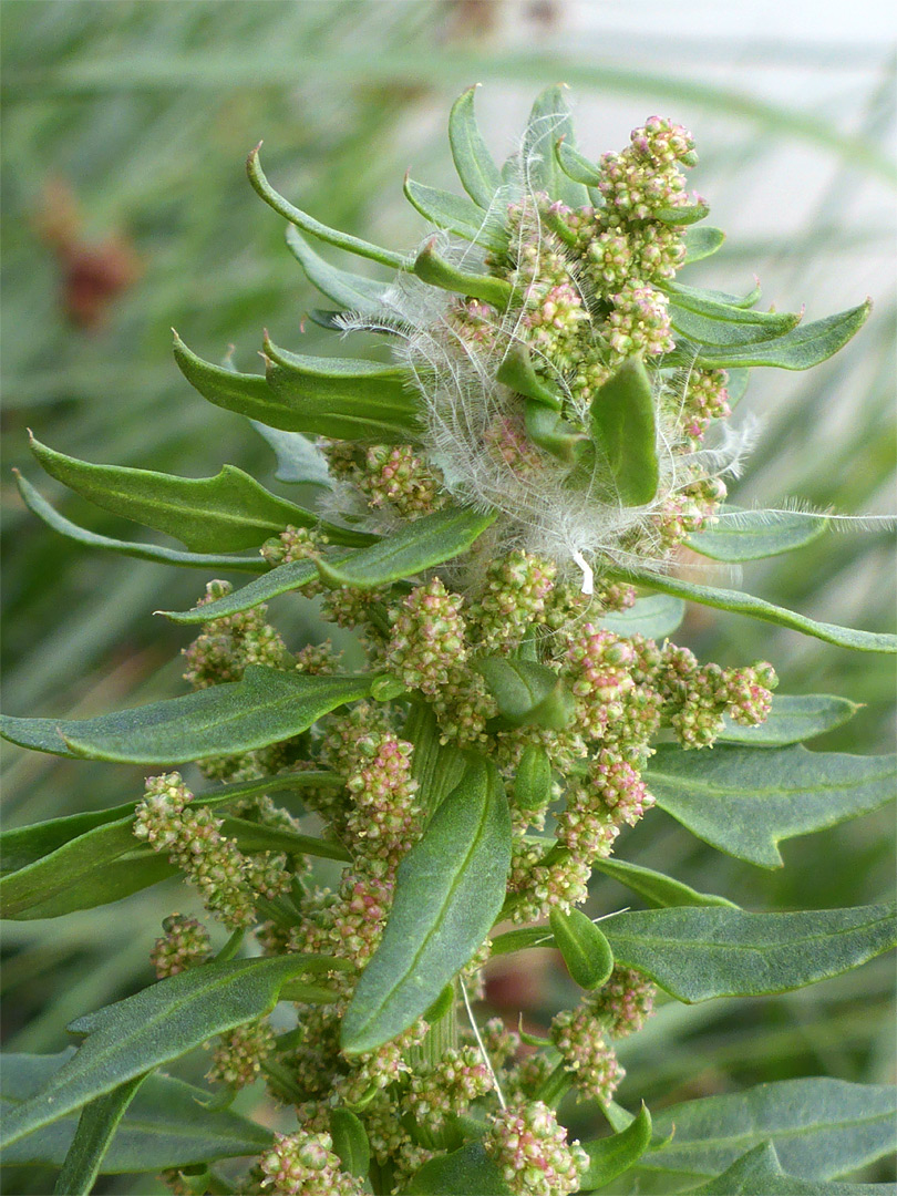 Flowers and leaves