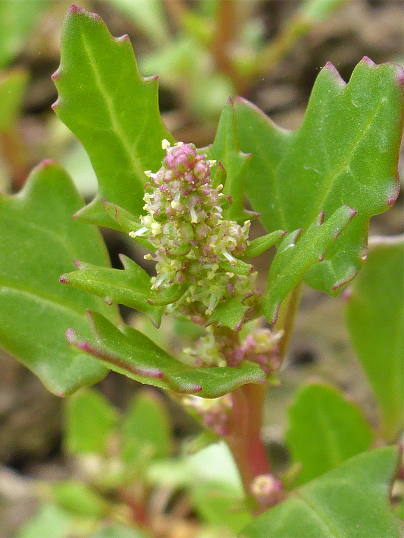 Red-margined leaves