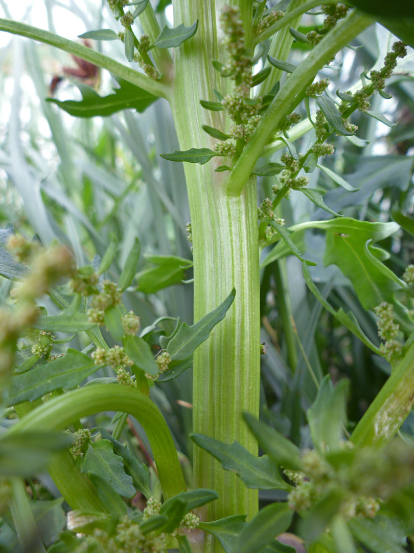 Thick, grooved stem