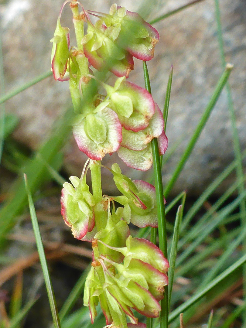 Red-margined flowers