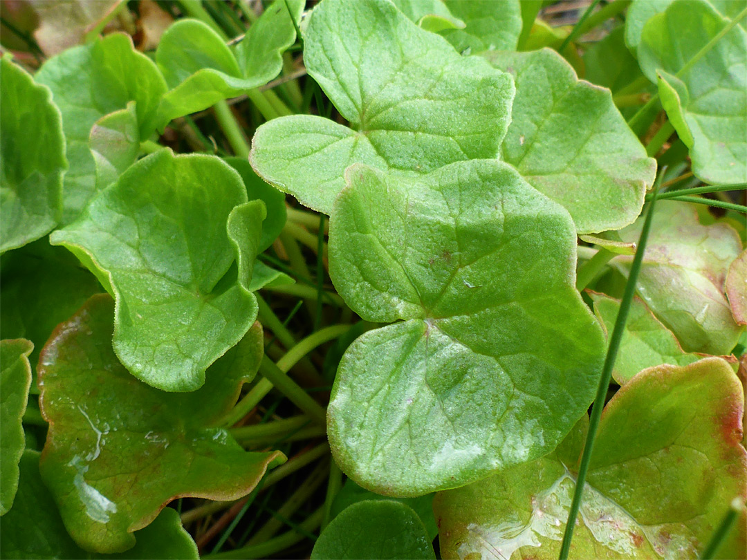 Rounded leaves