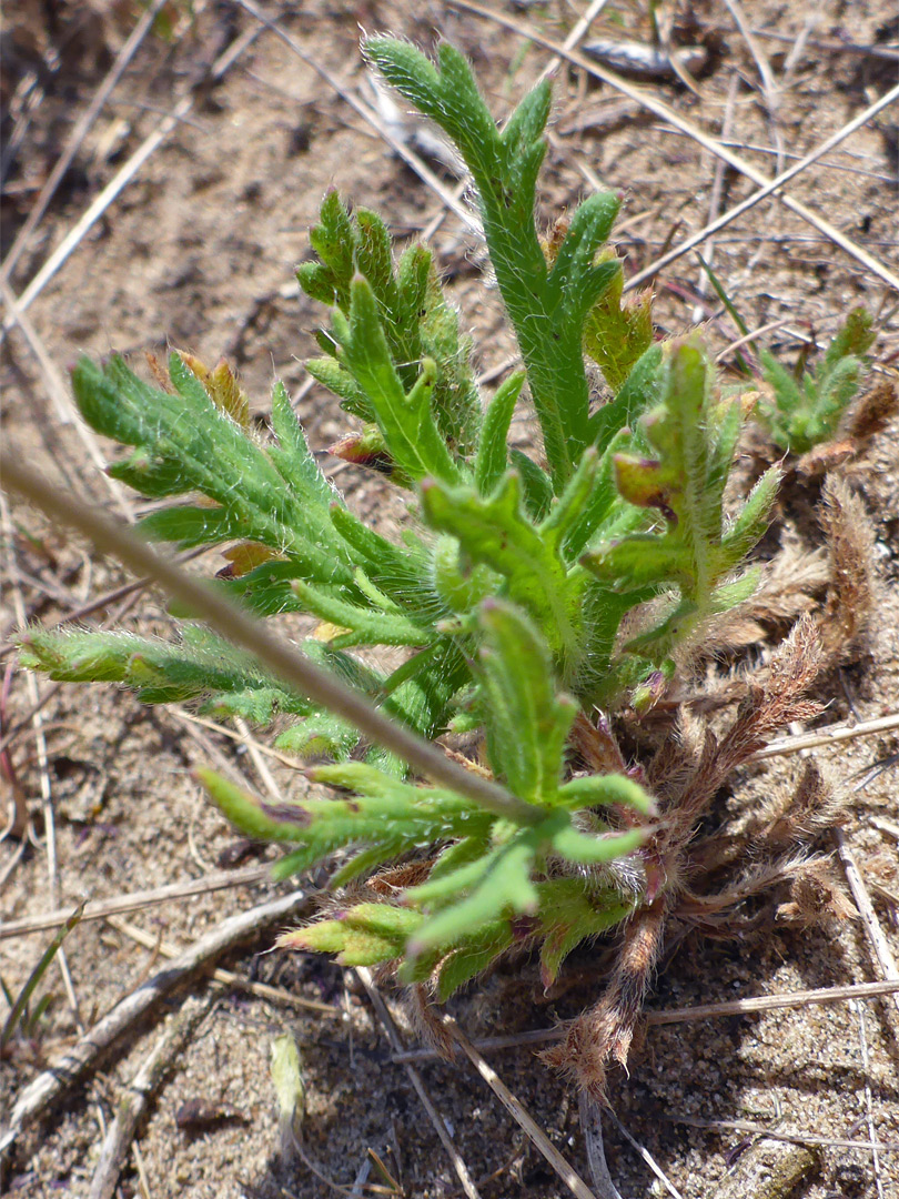 Basal leaves