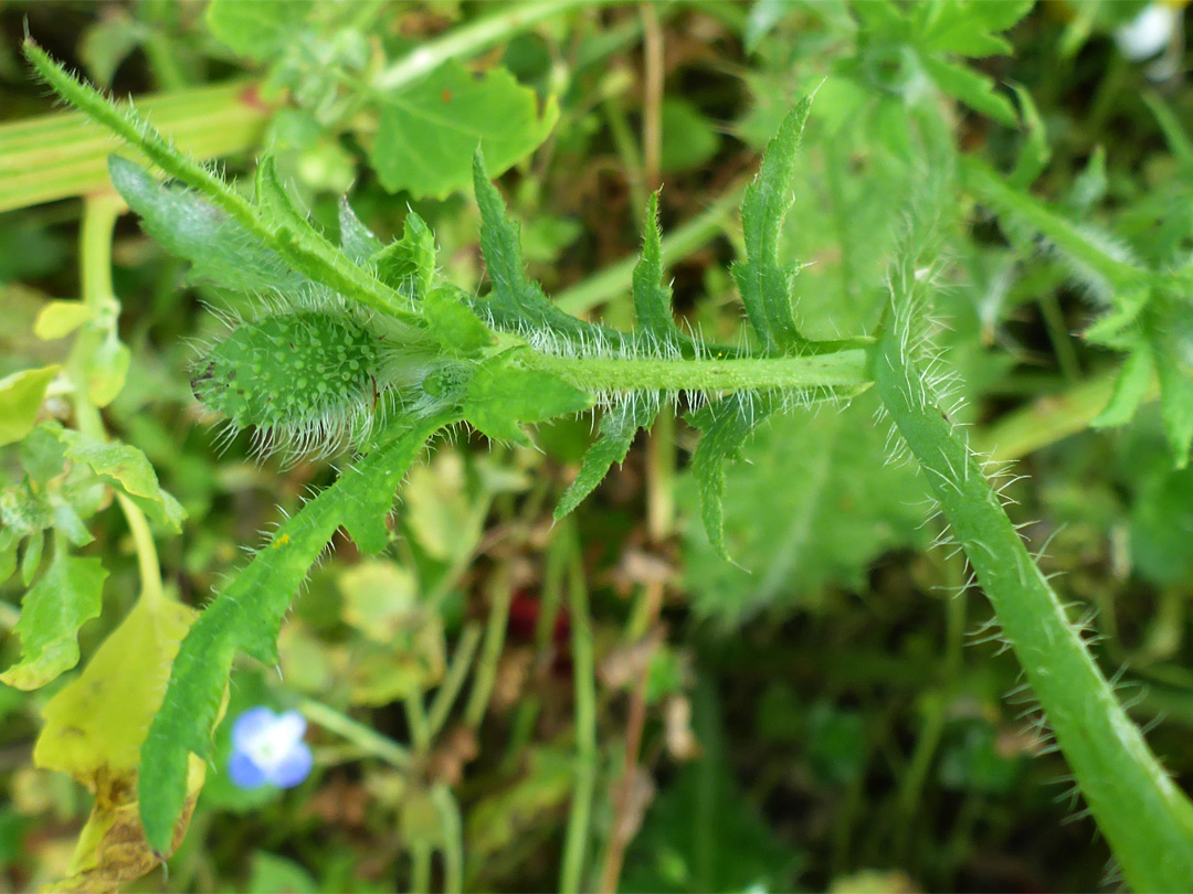 Leaves and bud