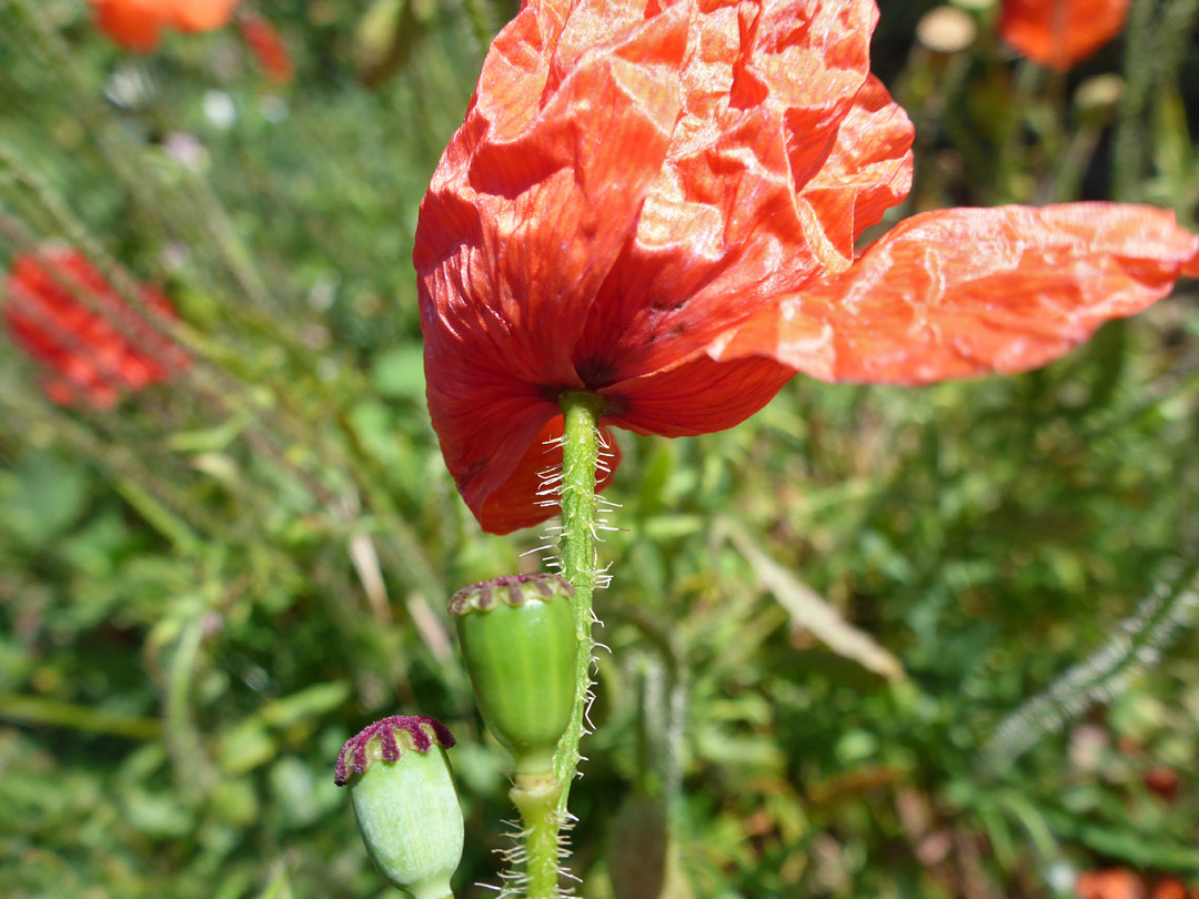 Flower and fruits