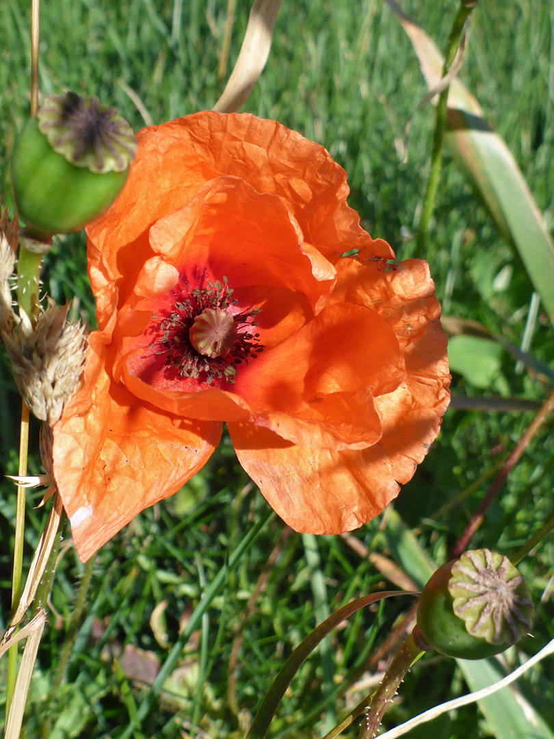 Orange petals