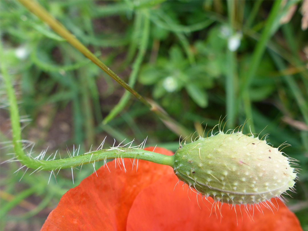 Hairy bud