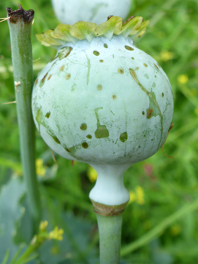 Seed head