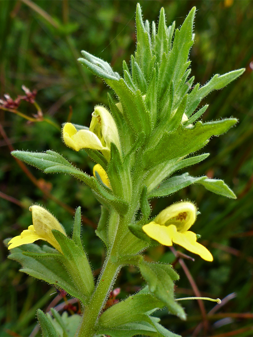 Flowers and bracts