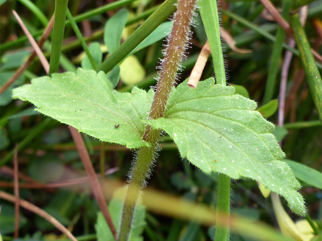 Leaves and stem