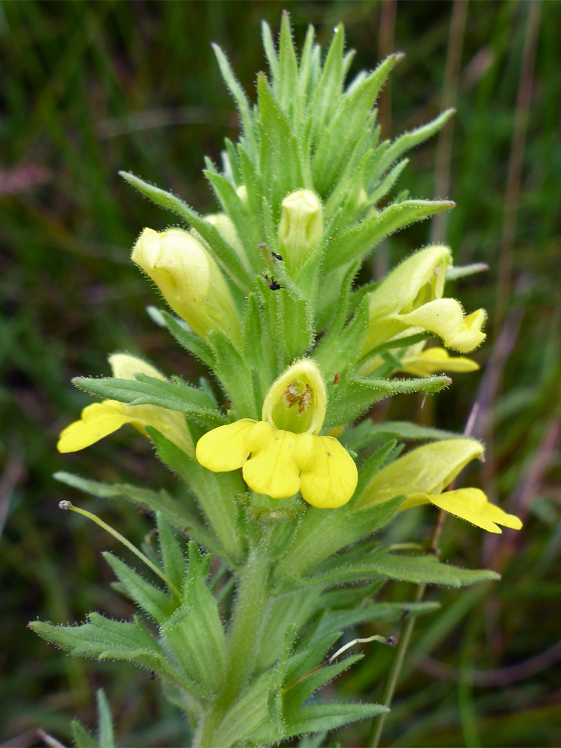 Yellow flowers