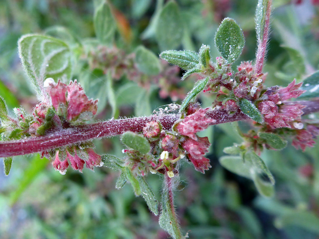 Reddish inflorescence