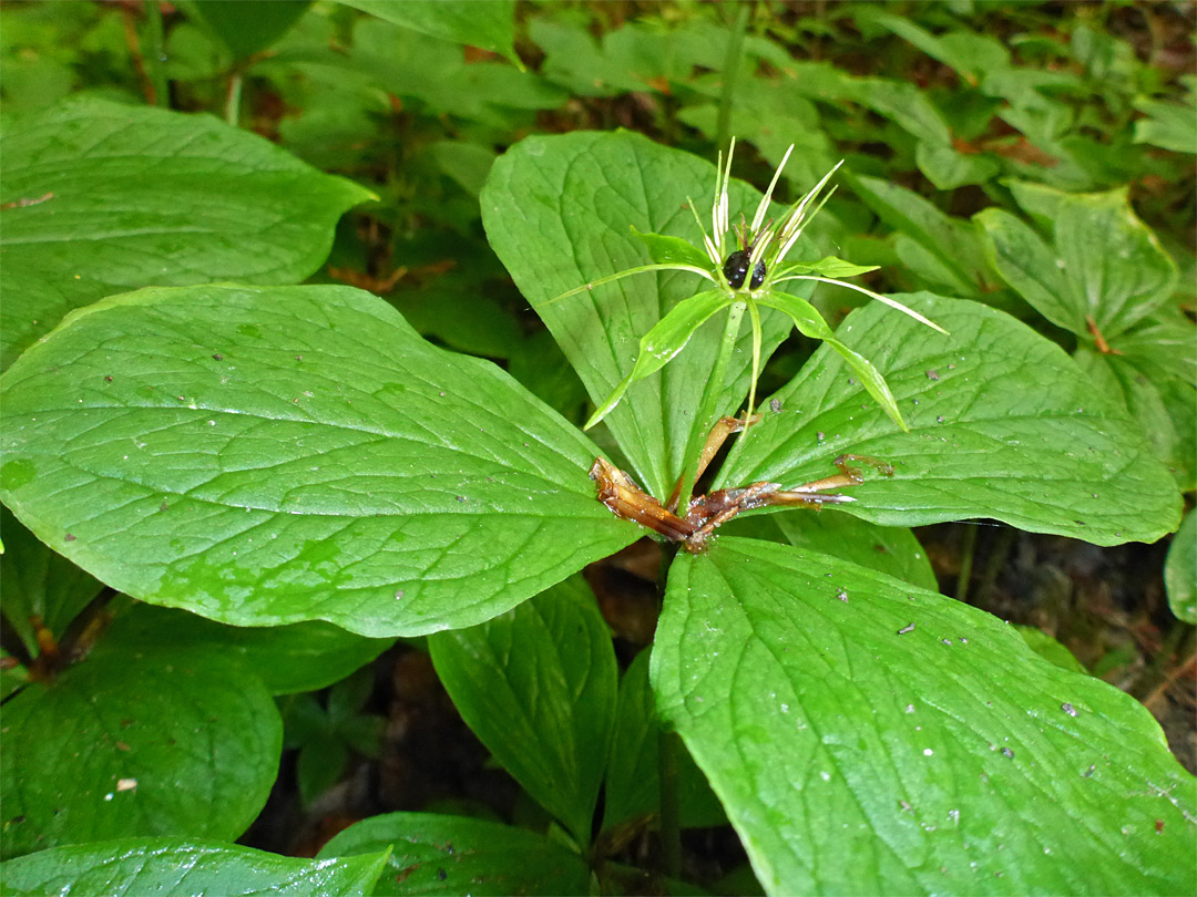 Green inflorescence