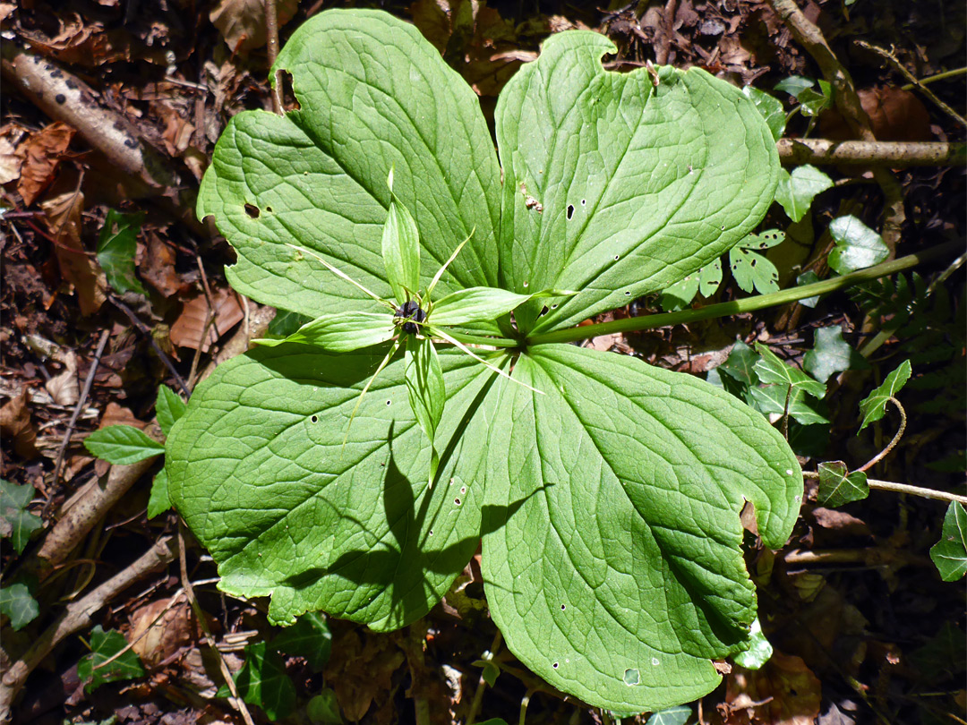 Flower and leaves