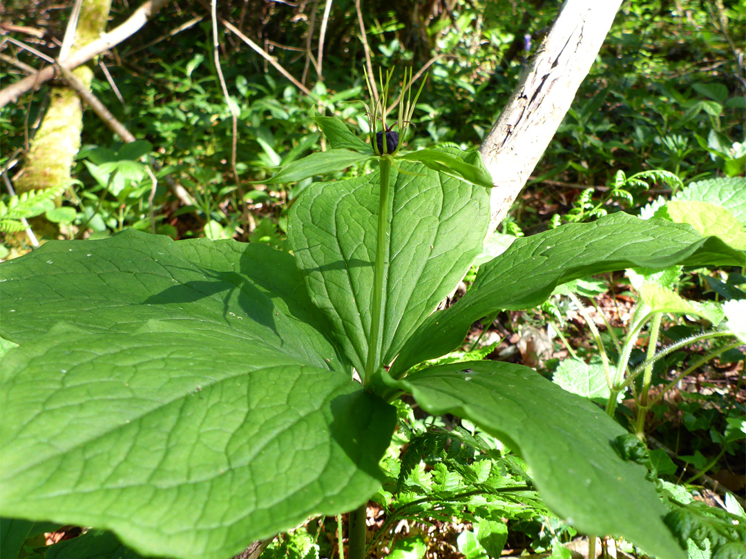 Flower stalk