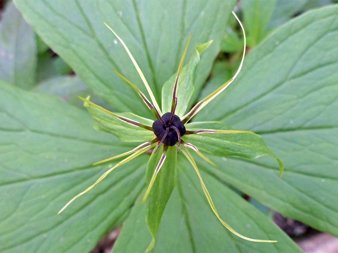 Herb paris