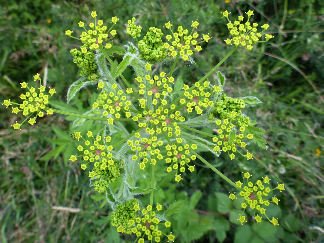 Developing yellow flowers