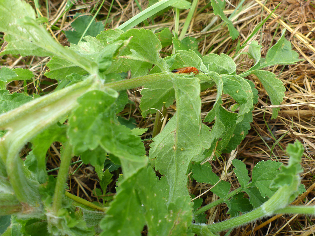 Leaves