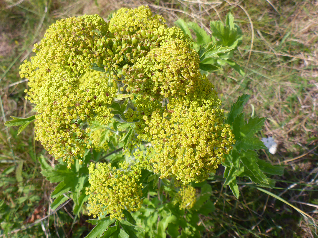 Dense inflorescence