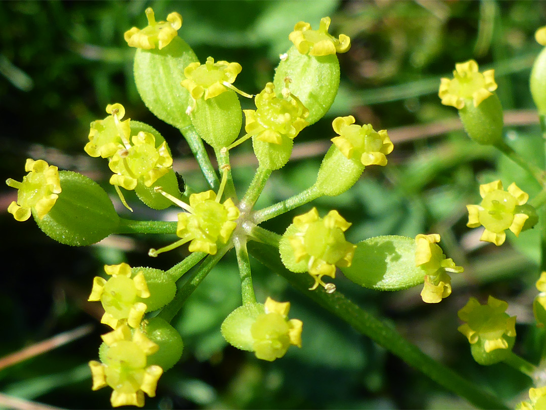 Greenish-yellow flowers