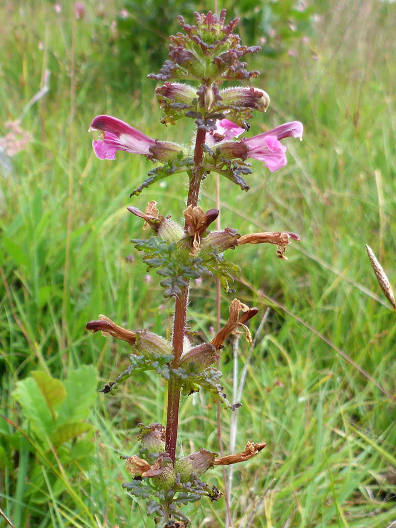 Flowering stem