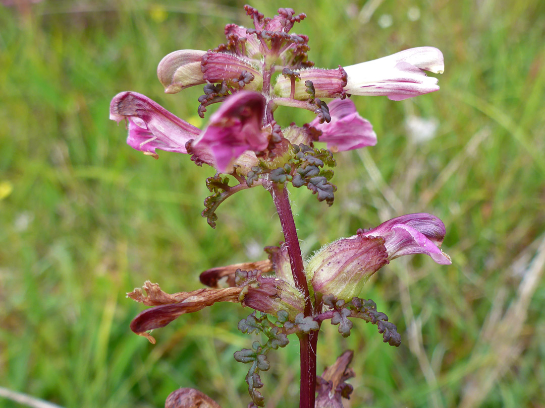 Pink-purple flowers