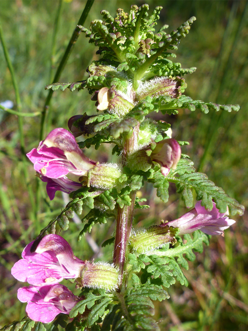 Marsh lousewort