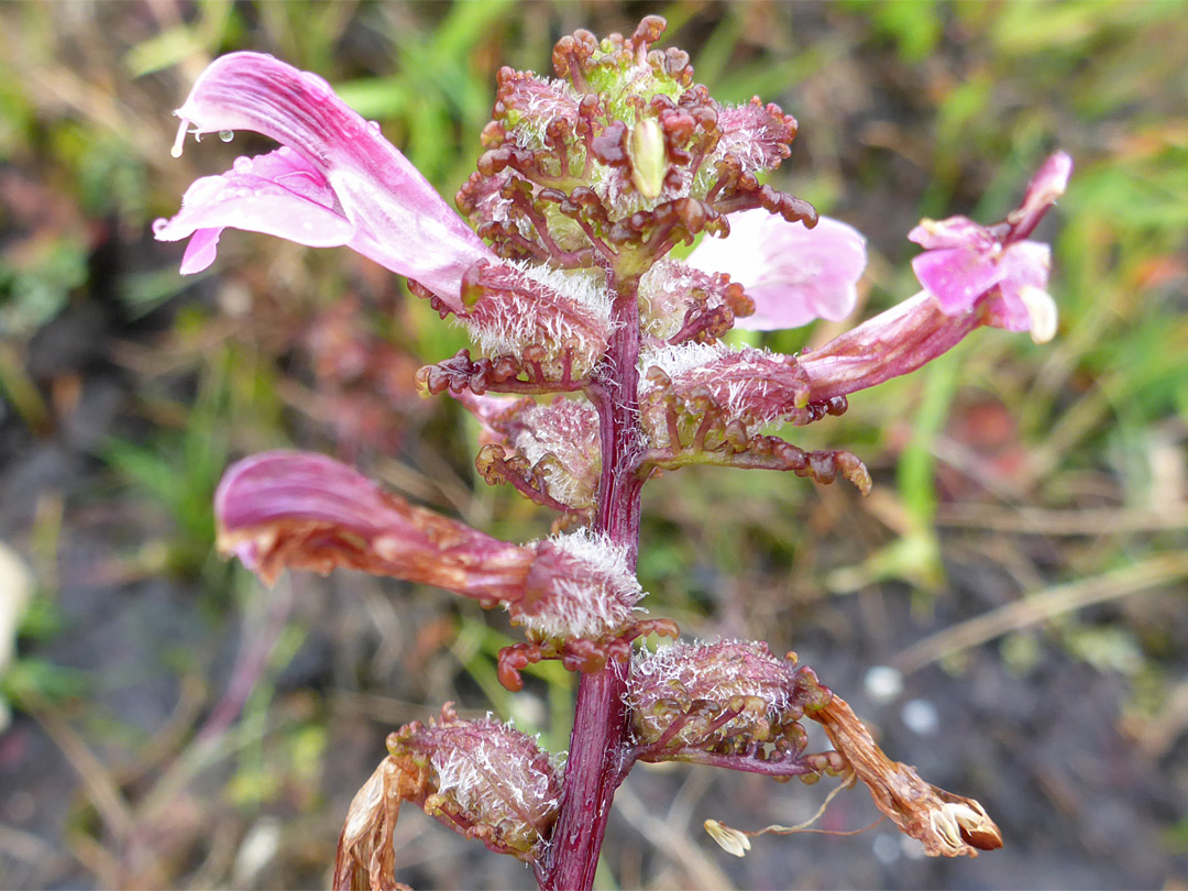 Partly withered flowers