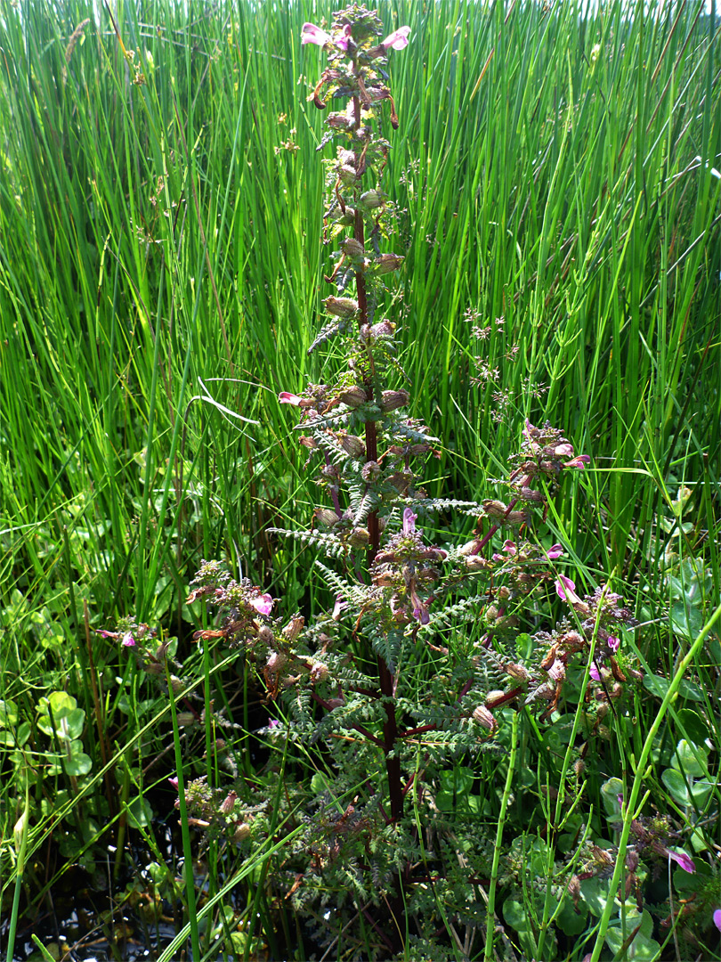 Branched stem