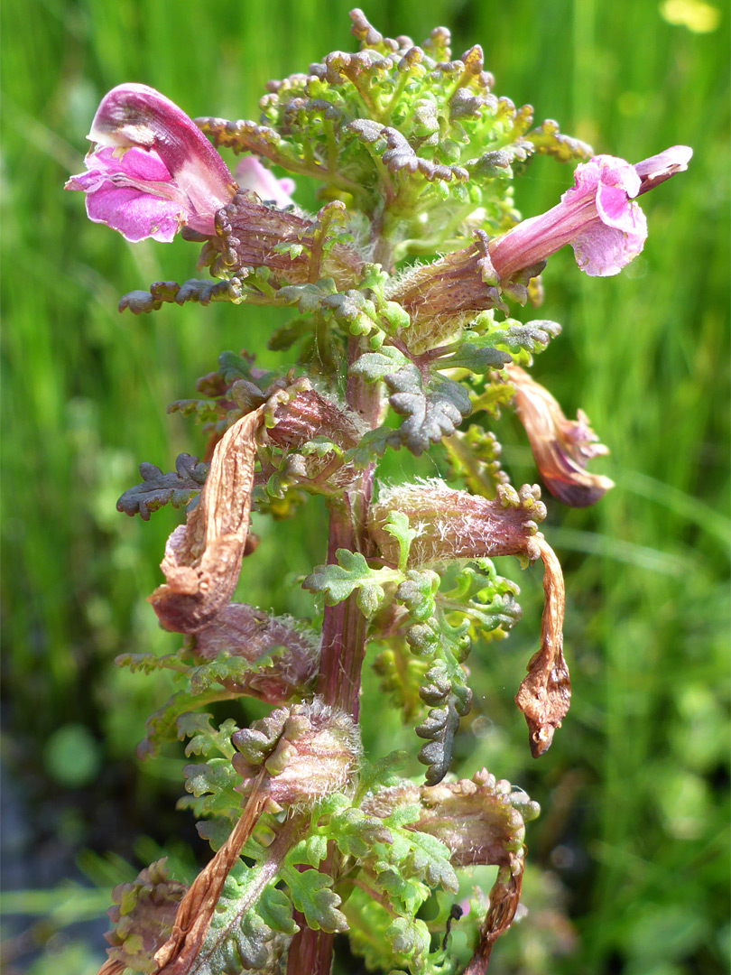 Withering flowers