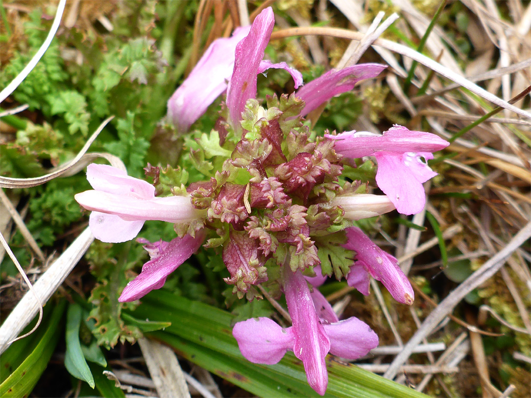 Bracts and flowers