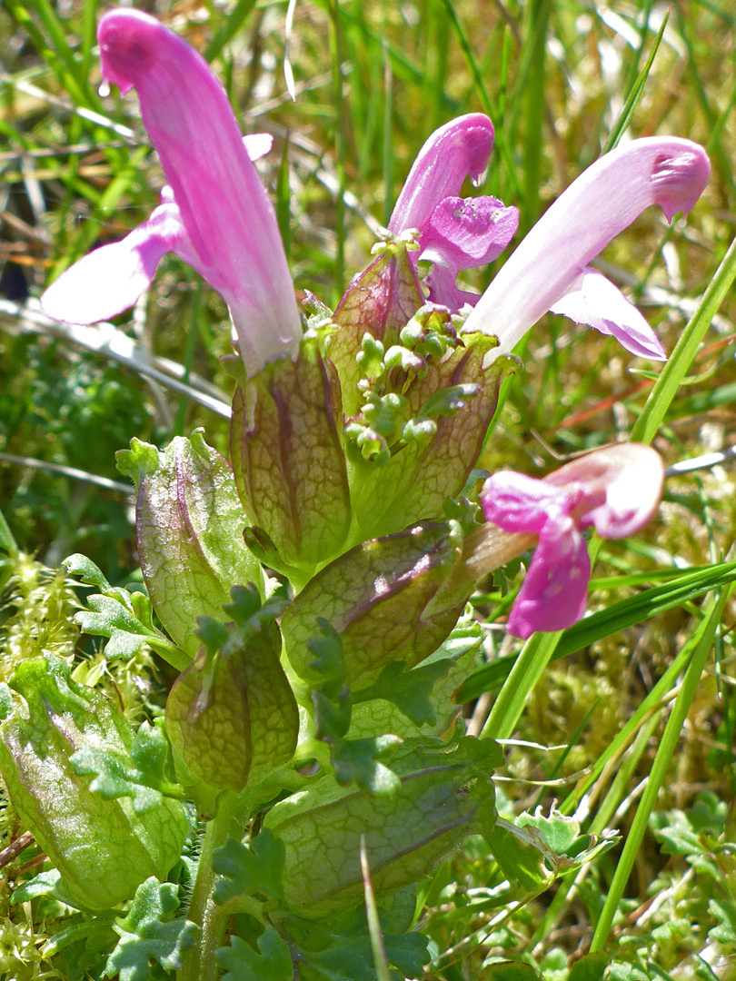 Veined calyces