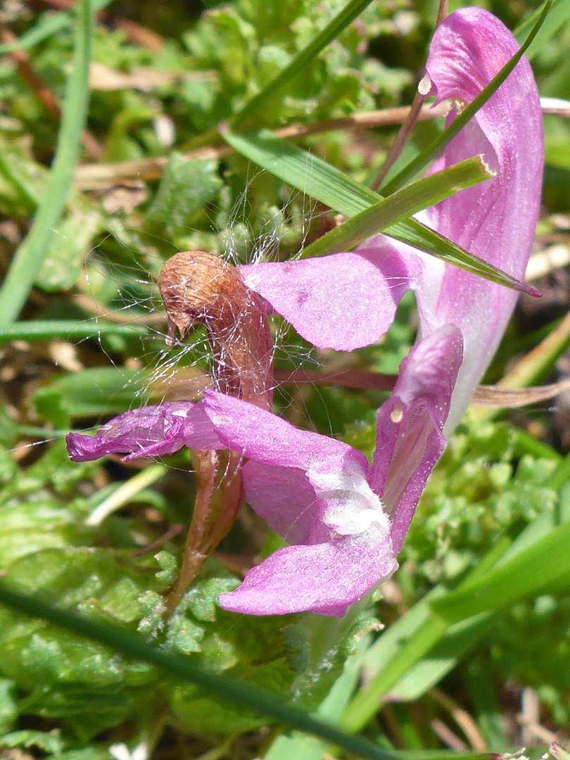 Pink flowers