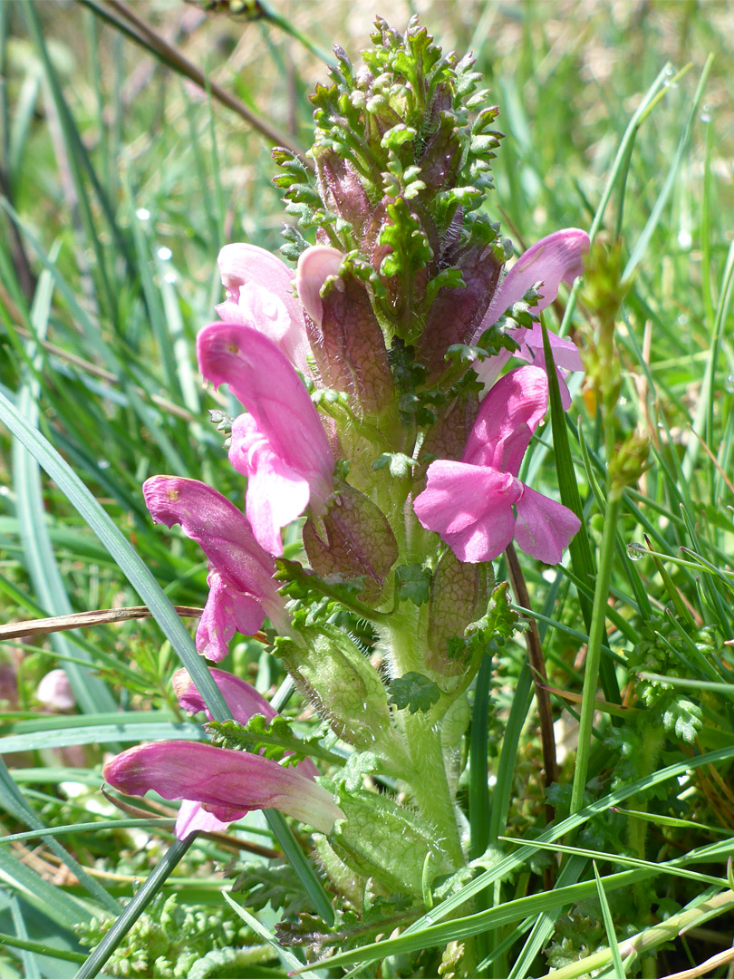 Hairy stem