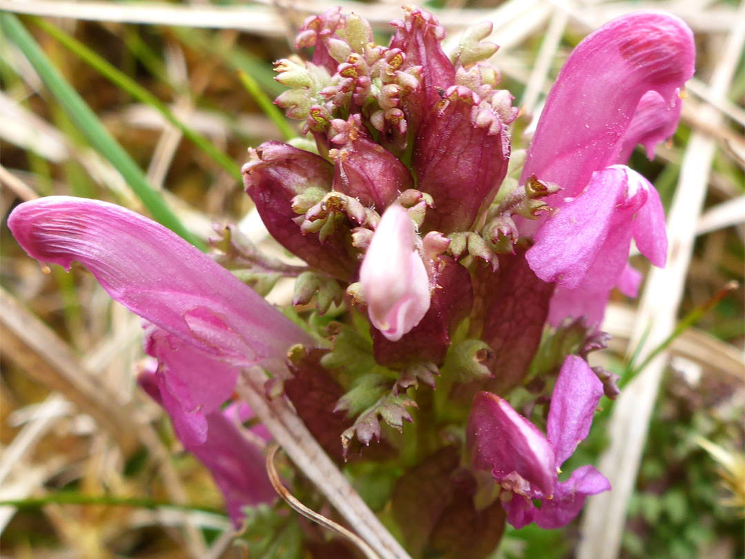 Pink flowers and purple bracts