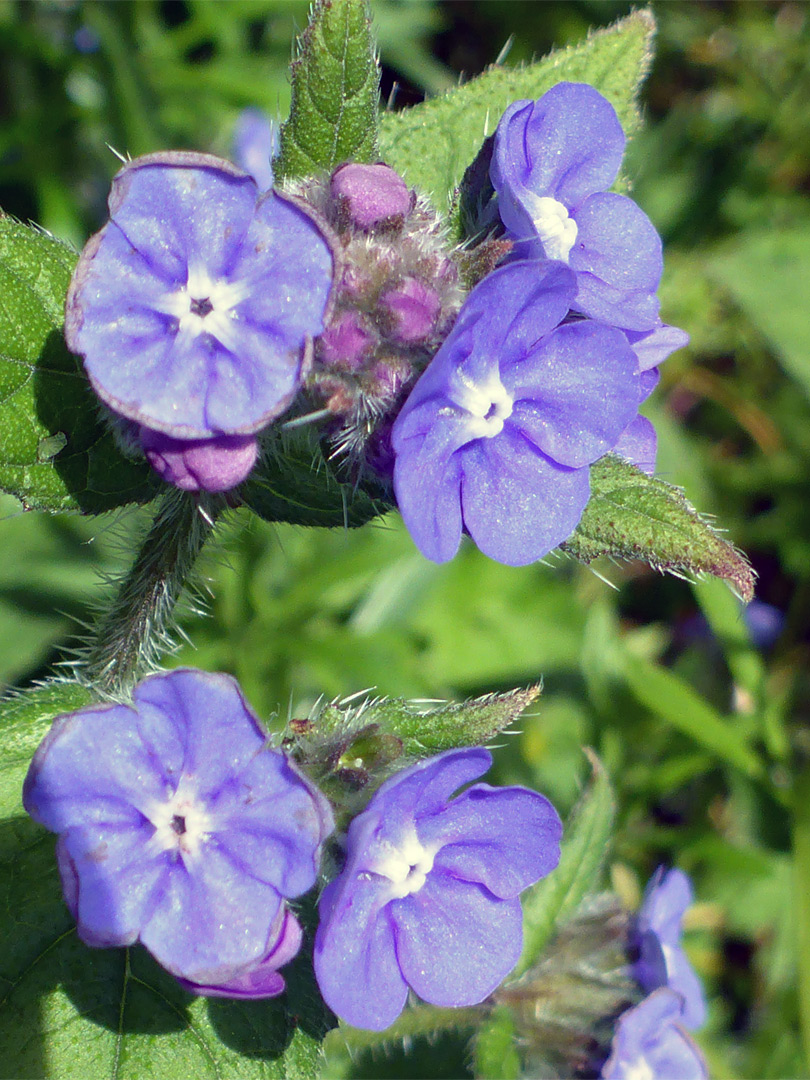 Flower clusters