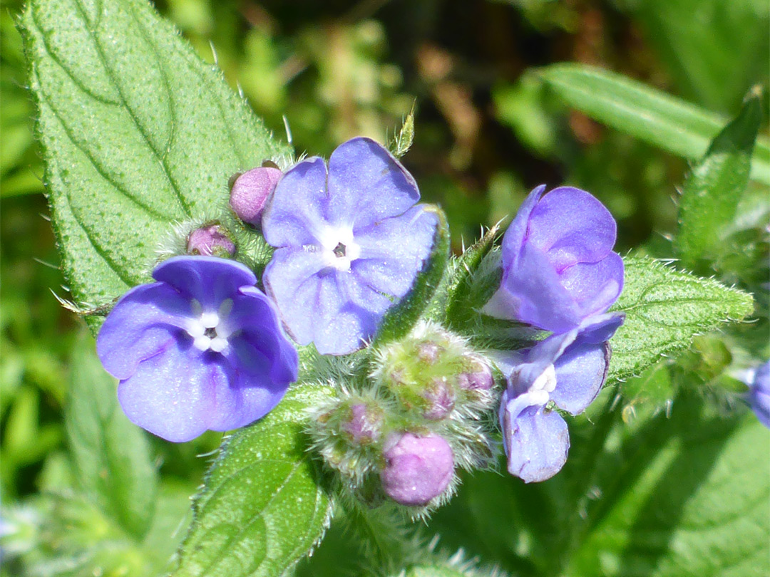 Blue-purple flowers
