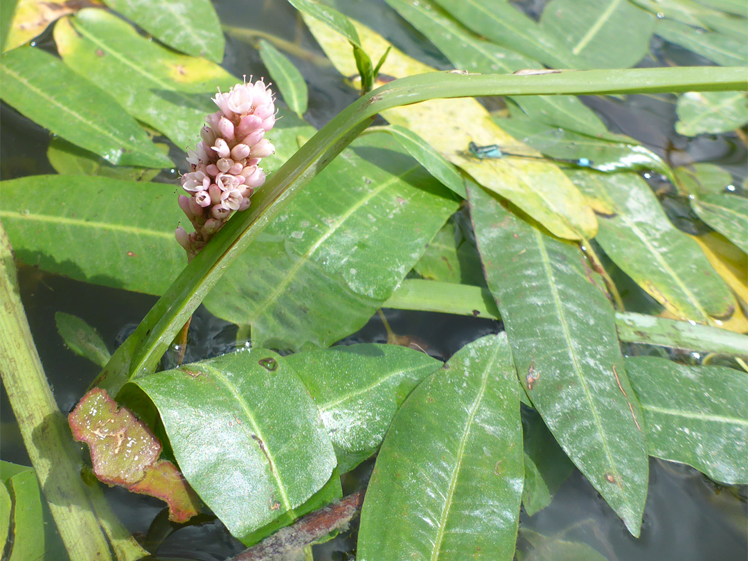 Lanceolate leaves