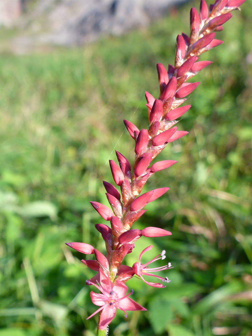 Developing flowers