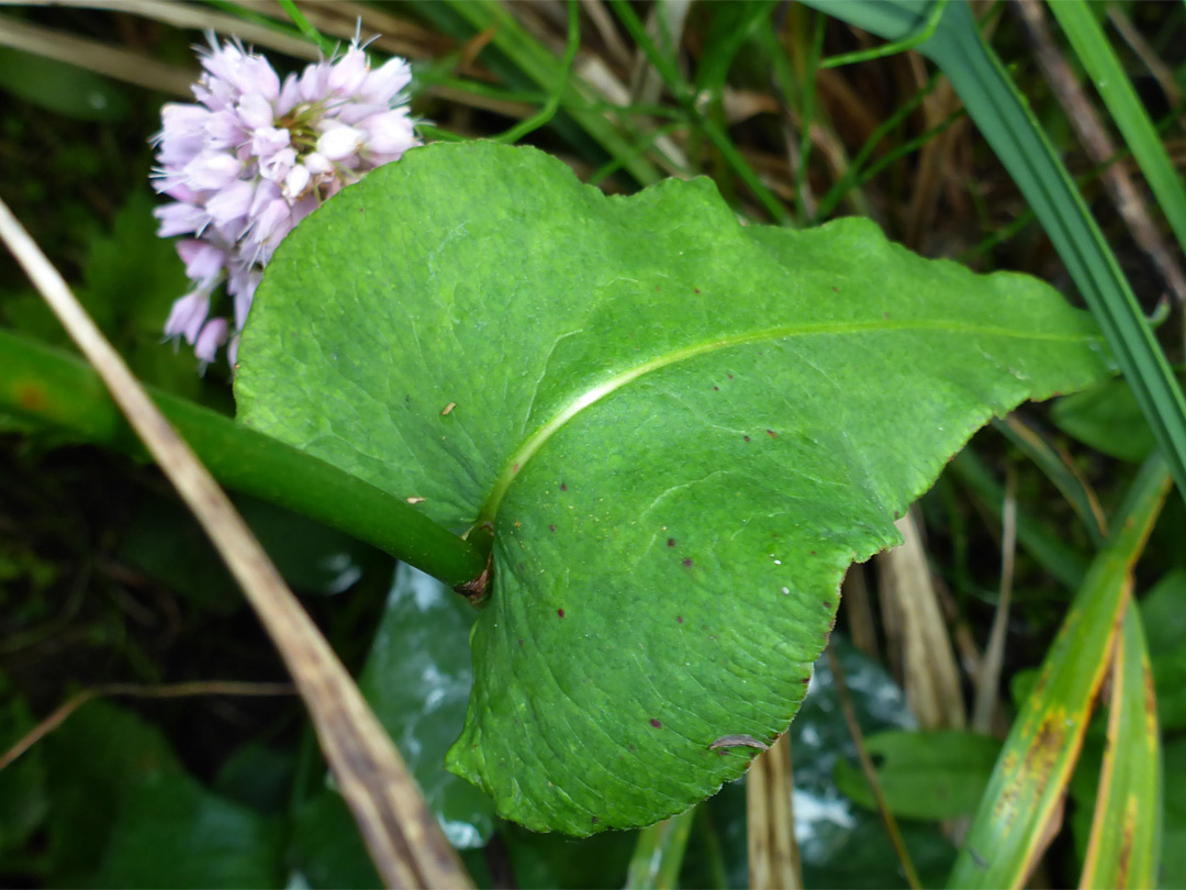 Clasping stem leaf